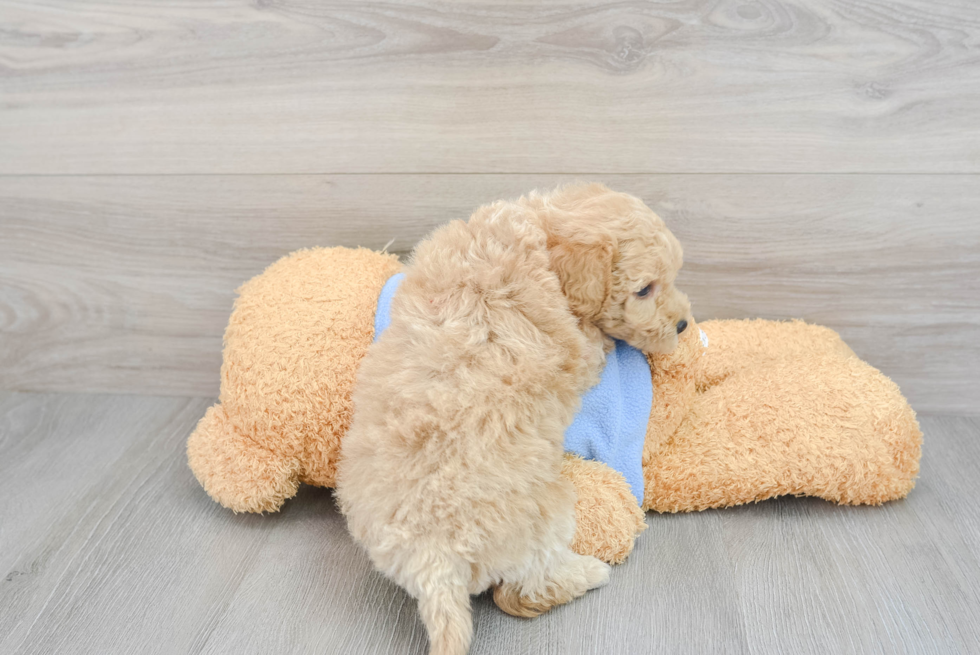 Popular Poochon Poodle Mix Pup