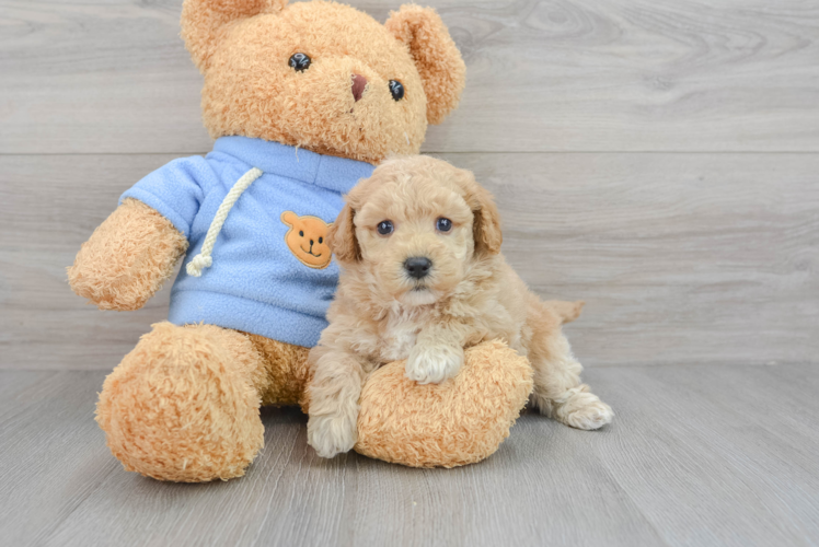 Funny Poochon Poodle Mix Pup