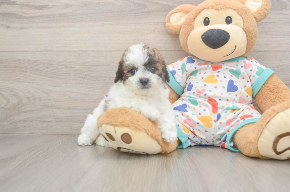 5 week old Poochon Puppy For Sale - Lone Star Pups