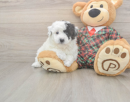 5 week old Poochon Puppy For Sale - Lone Star Pups