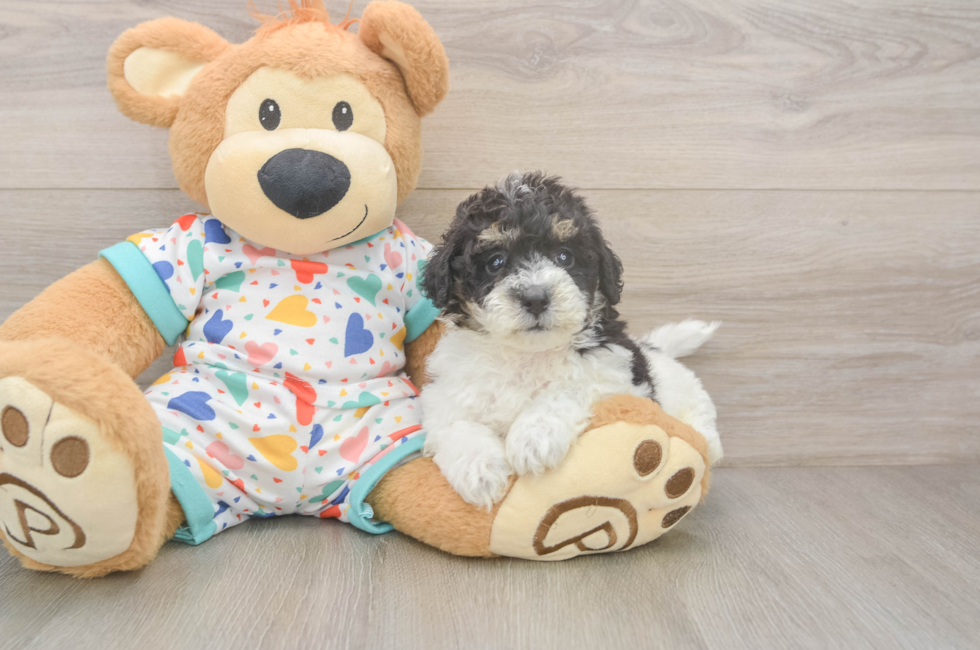 5 week old Poochon Puppy For Sale - Lone Star Pups