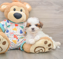 7 week old Poochon Puppy For Sale - Lone Star Pups