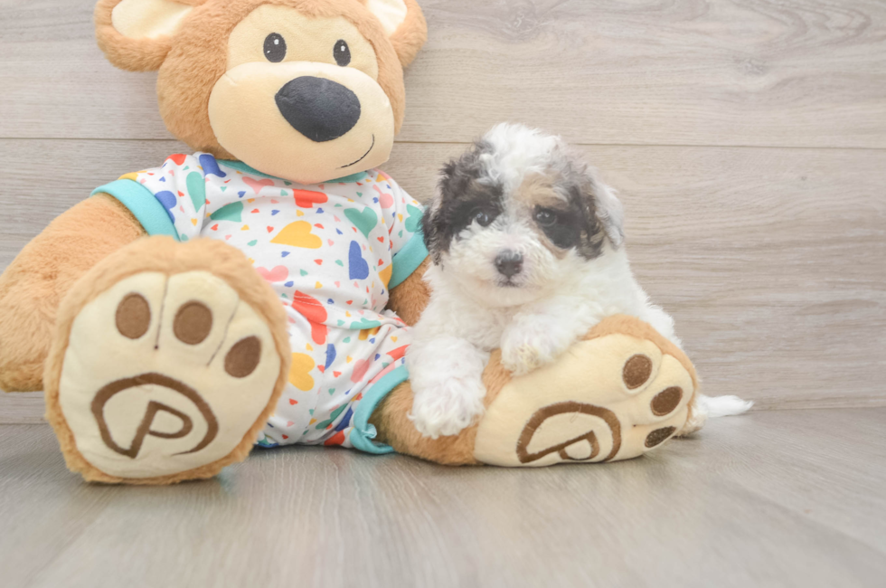 5 week old Poochon Puppy For Sale - Lone Star Pups