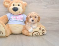 5 week old Poochon Puppy For Sale - Lone Star Pups