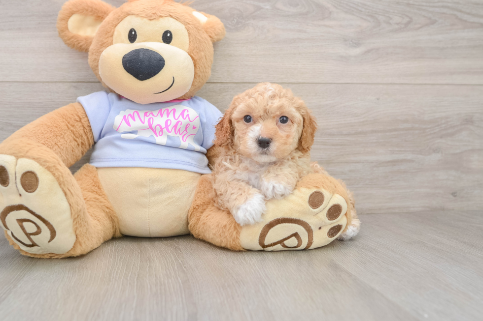 Poochon Pup Being Cute