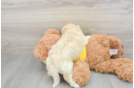 Petite Poochon Poodle Mix Pup