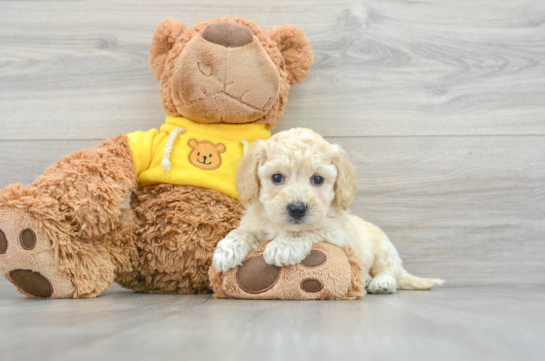 Best Poochon Baby