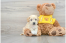 Energetic Bichpoo Poodle Mix Puppy