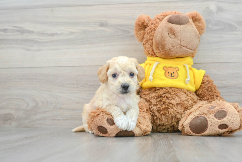 Meet Starlite - our Poochon Puppy Photo 1/3 - Lone Star Pups