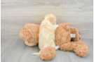 Popular Poochon Poodle Mix Pup