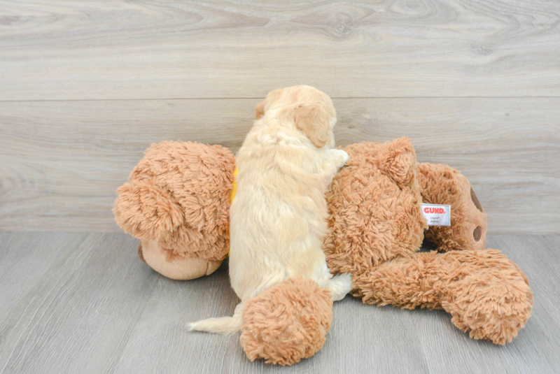 Meet Starlite - our Poochon Puppy Photo 2/3 - Lone Star Pups
