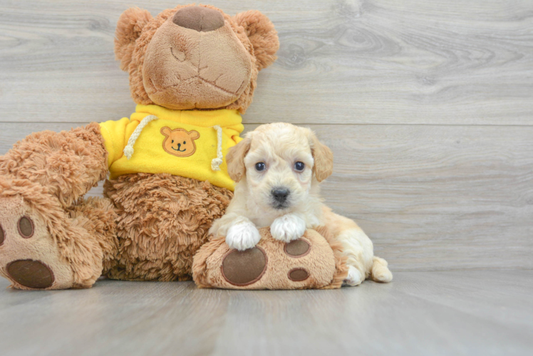 Poochon Pup Being Cute