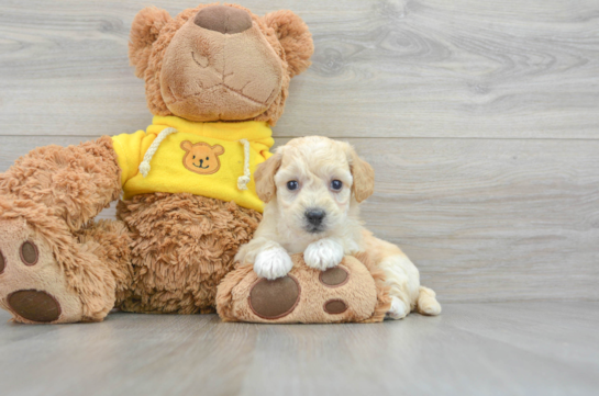 Poochon Pup Being Cute