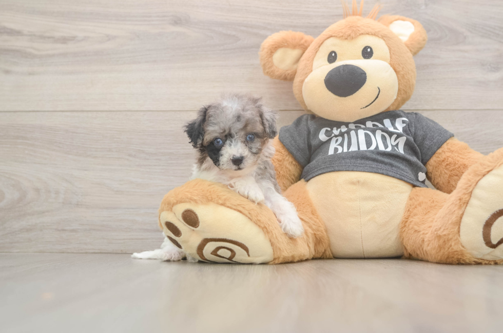 7 week old Poochon Puppy For Sale - Lone Star Pups