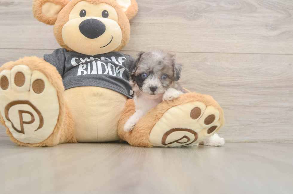 7 week old Poochon Puppy For Sale - Lone Star Pups