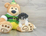 6 week old Poochon Puppy For Sale - Lone Star Pups