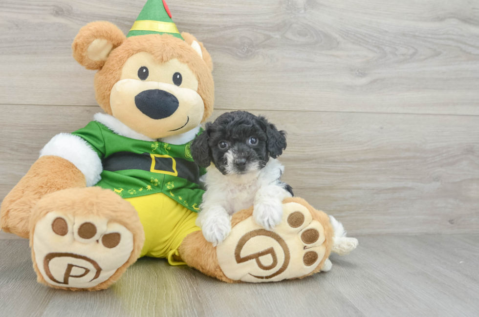 7 week old Poochon Puppy For Sale - Lone Star Pups