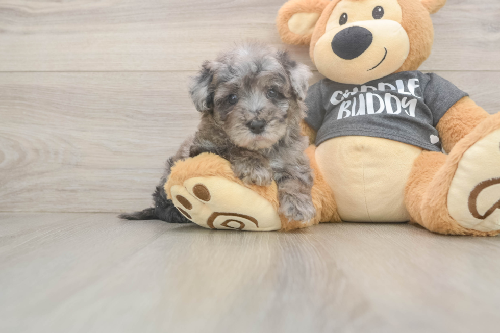 Meet Stefano - our Poochon Puppy Photo  1/3 - Lone Star Pups Poochon Puppy for Adoption