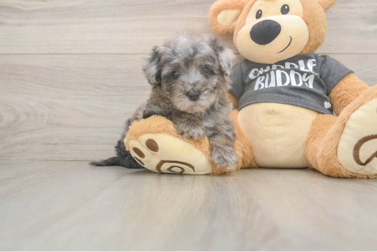 Meet Stefano - our Poochon Puppy Photo  1/3 - Lone Star Pups Poochon Puppy for Adoption