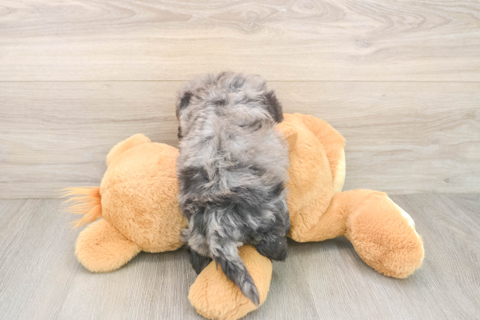 Meet Stefano - our Poochon Puppy Photo  3/3 - Lone Star Pups Best Poochon Baby