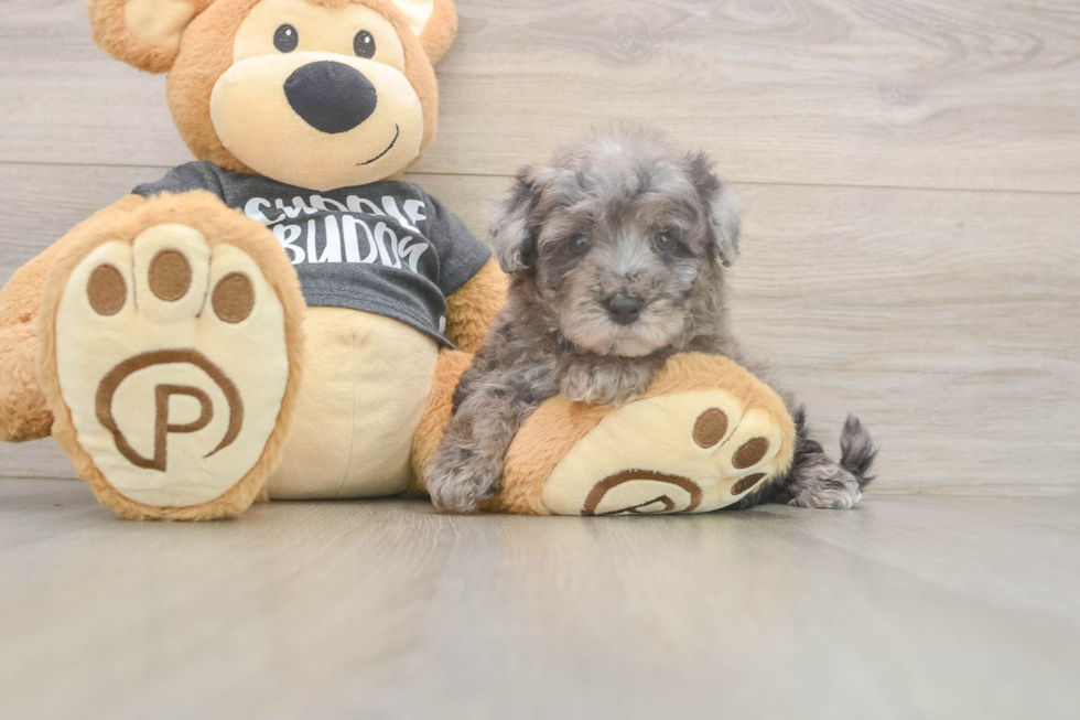 Meet Stefano - our Poochon Puppy Photo  2/3 - Lone Star Pups Poochon Puppy for Adoption