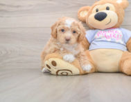 5 week old Poochon Puppy For Sale - Lone Star Pups