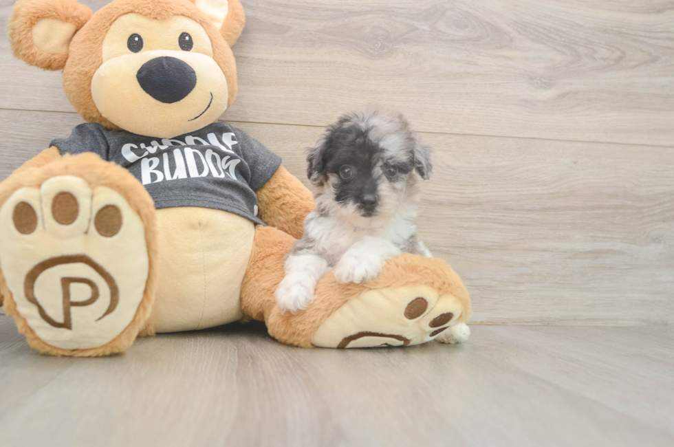 7 week old Poochon Puppy For Sale - Lone Star Pups