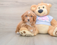 5 week old Poochon Puppy For Sale - Lone Star Pups