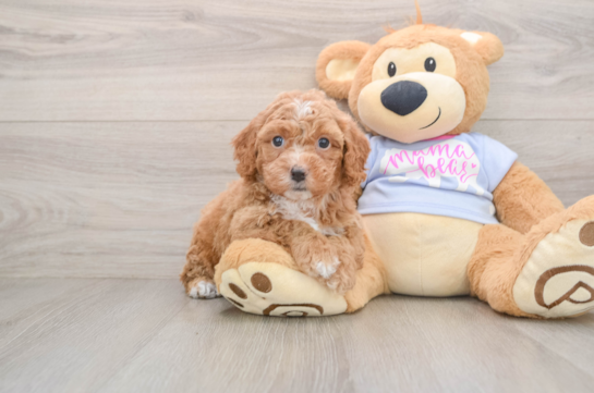 Poochon Pup Being Cute