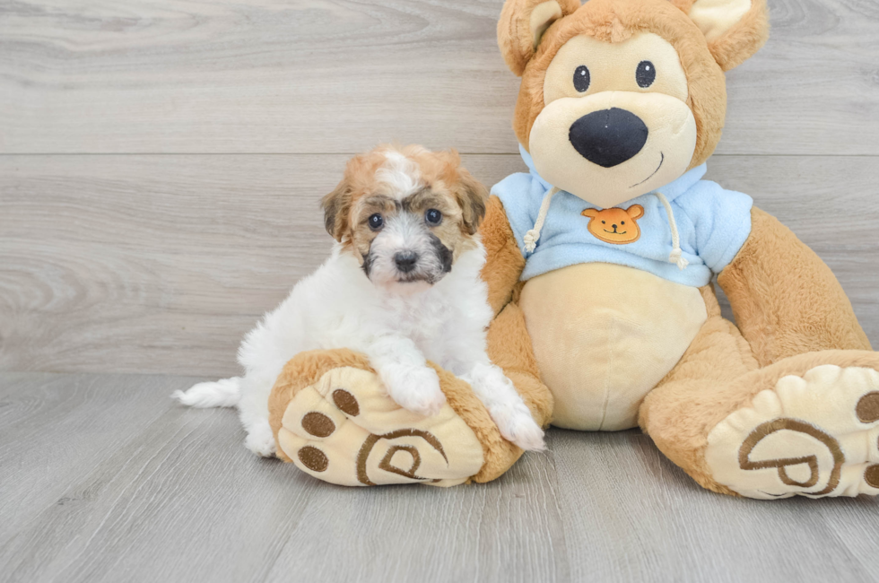 5 week old Poochon Puppy For Sale - Lone Star Pups