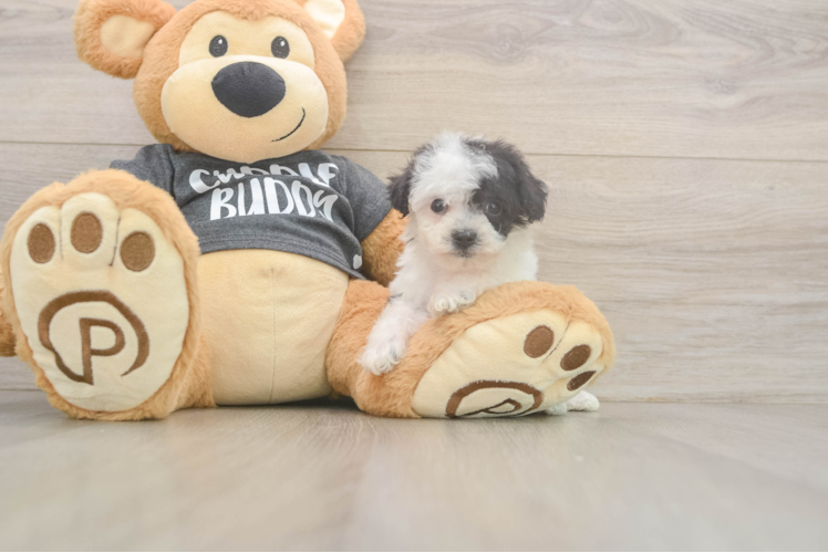 Poochon Puppy for Adoption