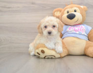 6 week old Poochon Puppy For Sale - Lone Star Pups