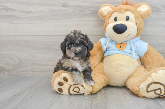 Funny Poochon Poodle Mix Pup