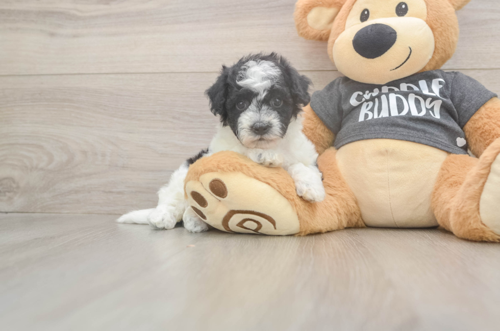 7 week old Poochon Puppy For Sale - Lone Star Pups