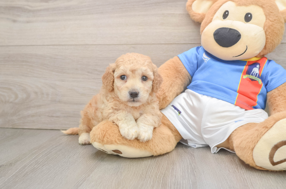 5 week old Poochon Puppy For Sale - Lone Star Pups