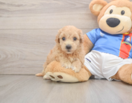 7 week old Poochon Puppy For Sale - Lone Star Pups