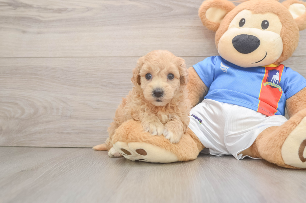 5 week old Poochon Puppy For Sale - Lone Star Pups