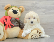 6 week old Poochon Puppy For Sale - Lone Star Pups