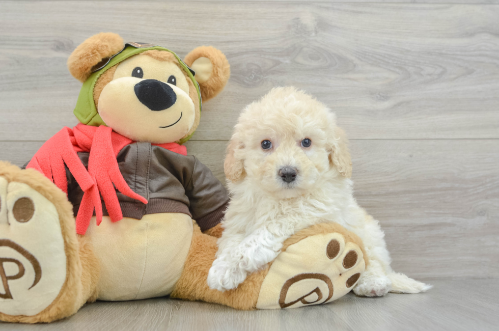 7 week old Poochon Puppy For Sale - Lone Star Pups