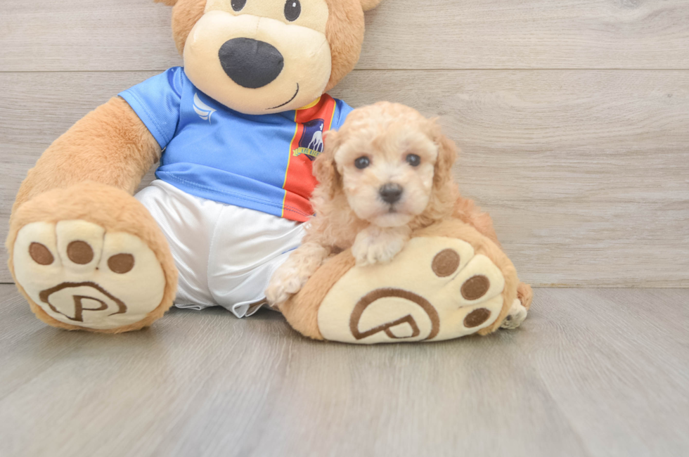 5 week old Poochon Puppy For Sale - Lone Star Pups