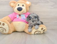 5 week old Poochon Puppy For Sale - Lone Star Pups