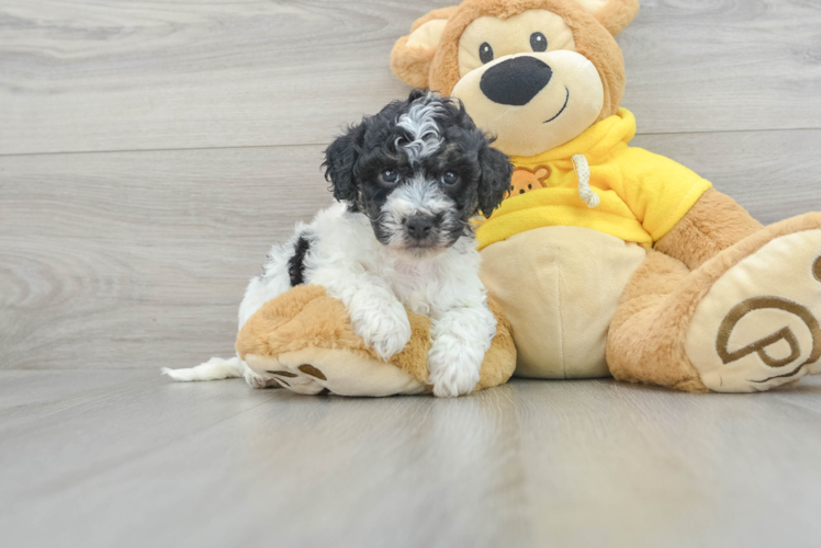 Small Poochon Baby