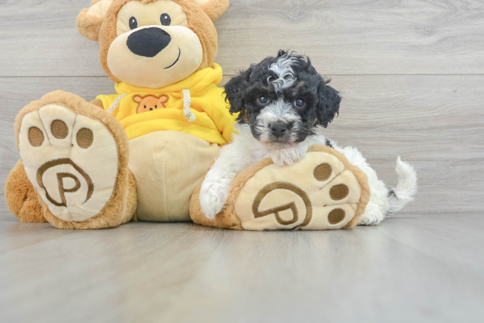 Best Poochon Baby