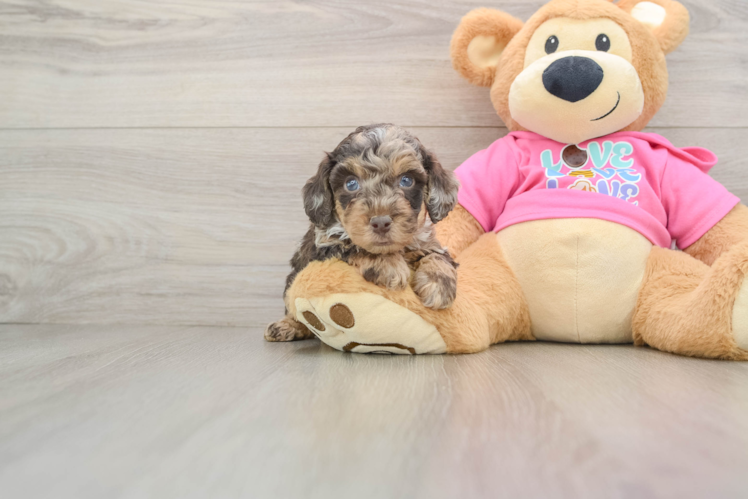Fluffy Poochon Poodle Mix Pup