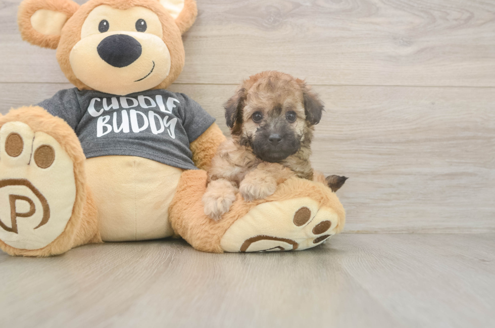 6 week old Poochon Puppy For Sale - Lone Star Pups