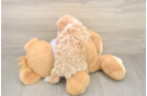 Poochon Puppy for Adoption