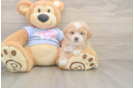 Funny Poochon Poodle Mix Pup