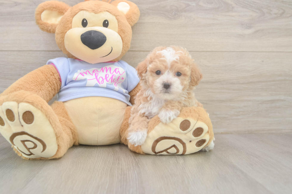 5 week old Poochon Puppy For Sale - Lone Star Pups