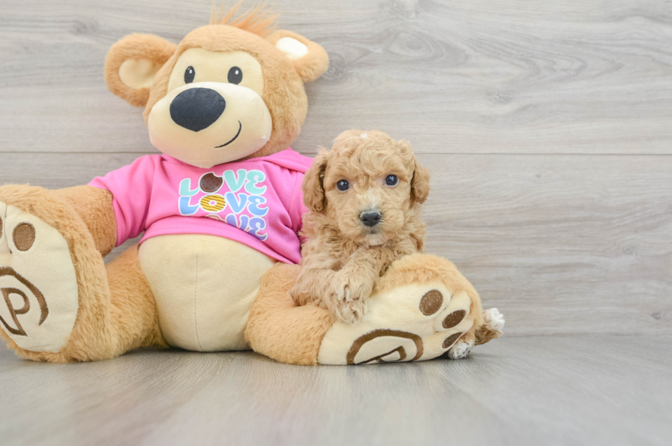 6 week old Poochon Puppy For Sale - Lone Star Pups