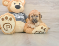 8 week old Poochon Puppy For Sale - Lone Star Pups